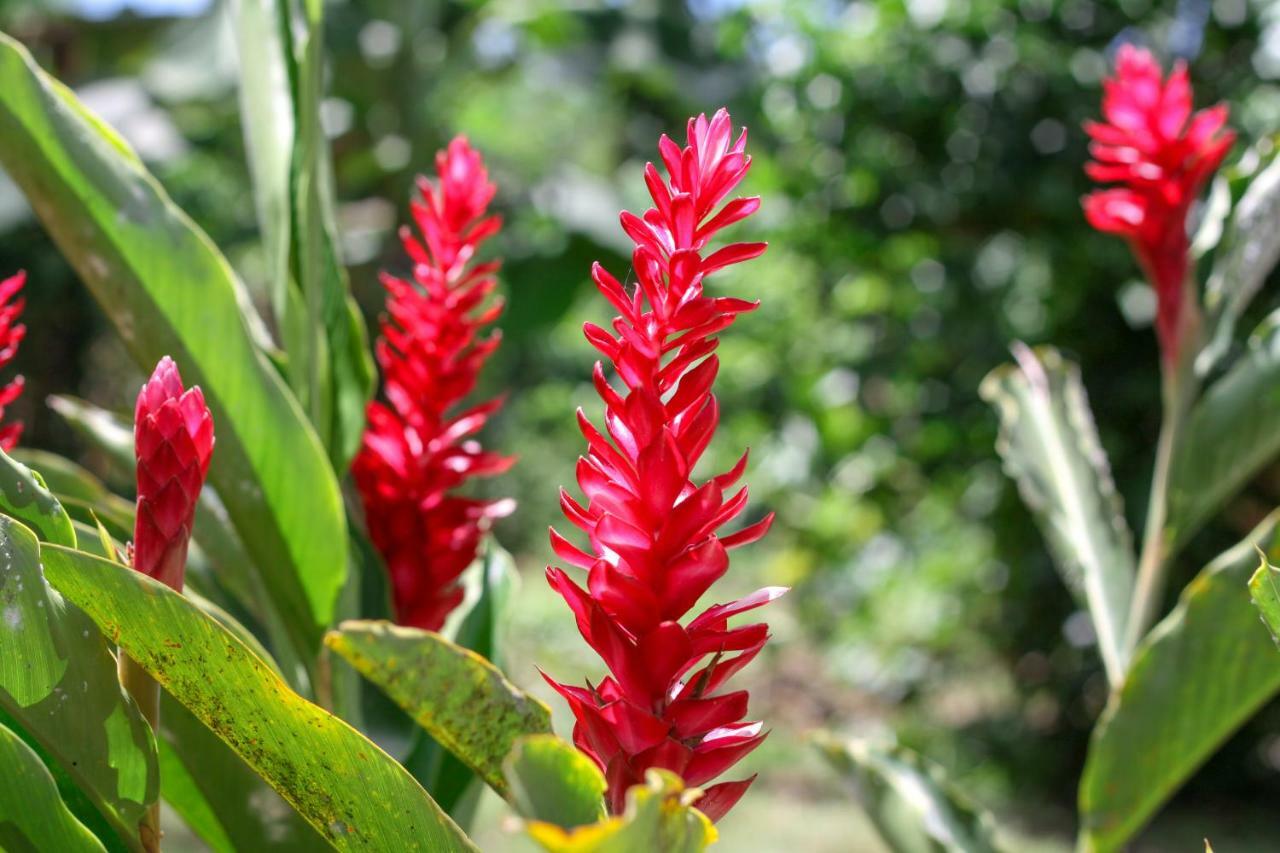 Samana Ecolodge El Limon Exterior foto